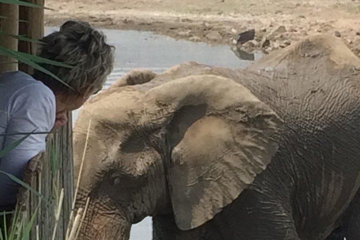 Elephant next to Hide