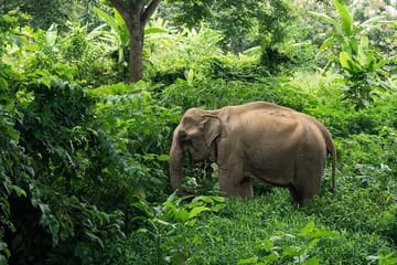 Full-Day Rescued Elephant Walk with Guide Tour in Khaolak