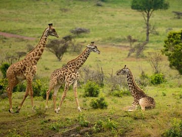 DAY TOUR TO ARUSHA NATIONAL PARK FROM ARUSHA