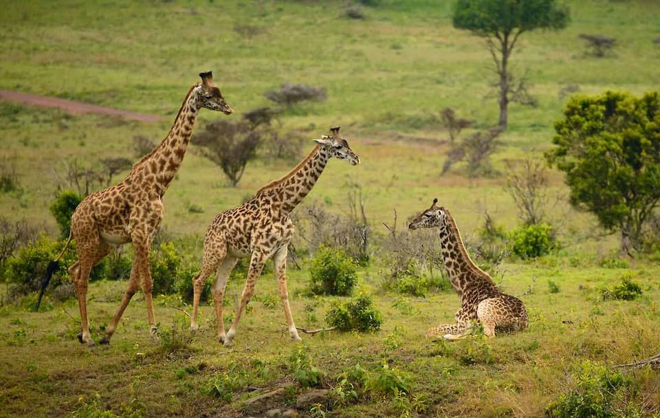 DAY TOUR TO ARUSHA NATIONAL PARK FROM ARUSHA