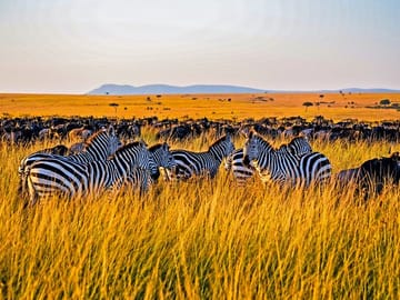 Spontaneous wildlife and nature scenery.