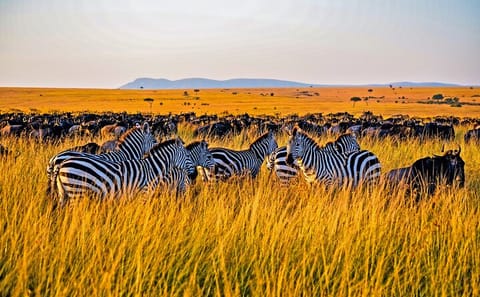 3-Day Jeep Safari in Masai Mara National Reserve, Kenya