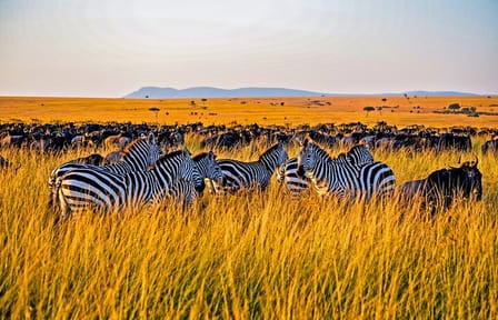 3-Day Jeep Safari in Masai Mara National Reserve, Kenya