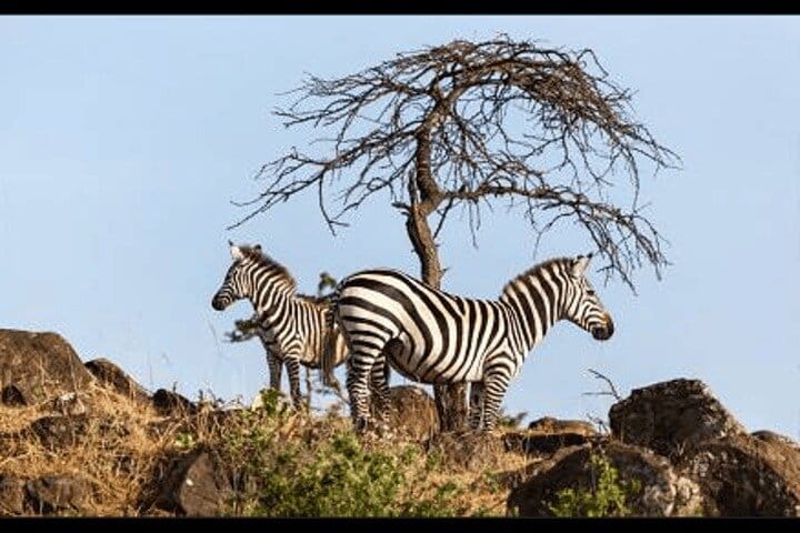 Bangkok Chao Phraya River Sightseeing Boat: A/C Cabin & Scenic Upper Deck + Bonus Day Pass