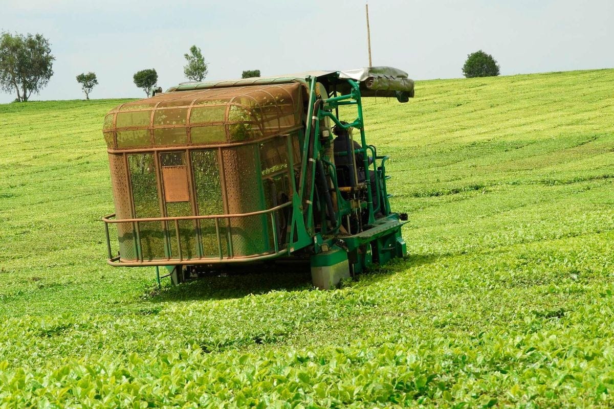 Tea Farm