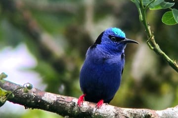 Birdwatching Tour in Curicancha Cloud Forest, Costa Rica