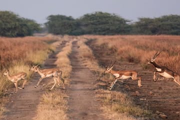 Blackbuck Safari and Birdwatching in Velavadar from Ahmedabad