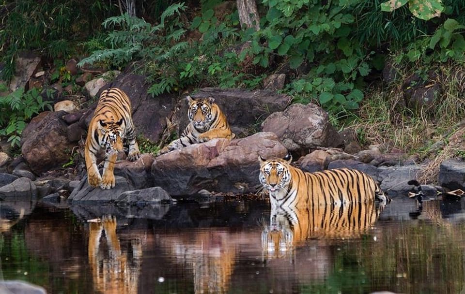 Khajuraho Day Tour: Jungle Safari at Panna National Park with Khajuraho Temple