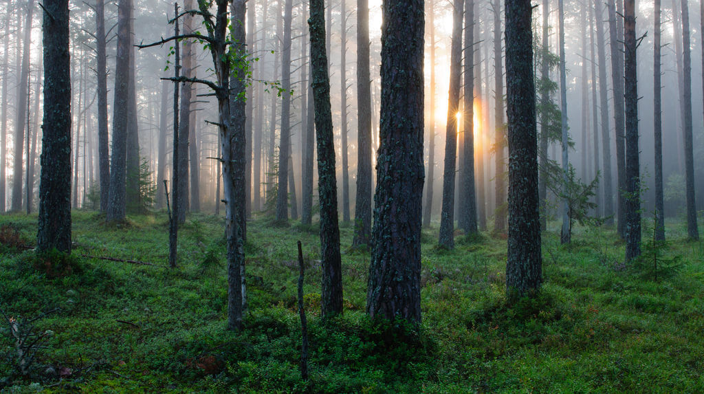ancient untouched forests in Estonia