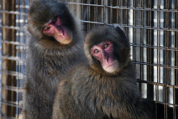 Arashiyama Walking Tour - Bamboo Forest, Monkey Park & Secrets