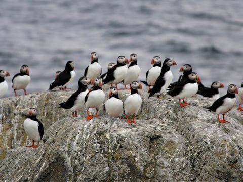 Official Vigur Island Tour (with return boat transfer from Ísafjörður)