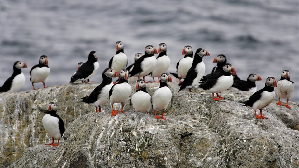 Ísafjörður tours: what to book, by time you have