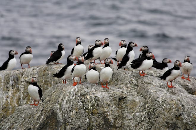 Several puffin sitting and standing together on a rock