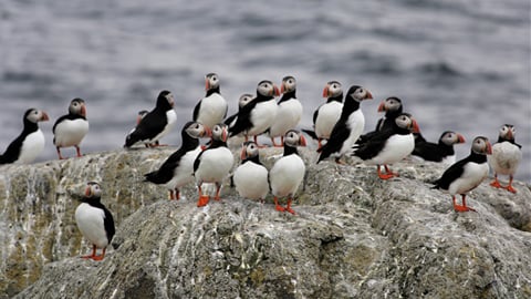 Ísafjörður tours: what to book, by time you have