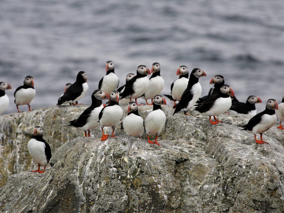 Official Vigur Island Tour (with return boat transfer from Ísafjörður) — Vigur Heritage Farm and Nature Reserve