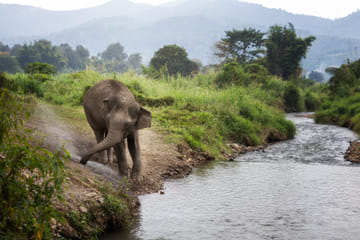 Chiang Mai Wildlife Safari and Ethical Elephant Experience