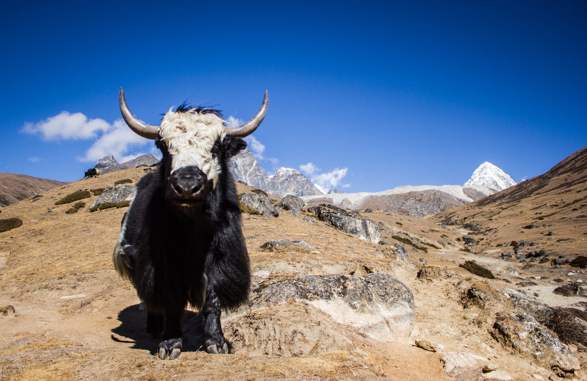 19 Days Mera Peak Climbing & Expedition – One Life-Changing Himalayan Adventure