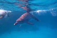 Dolphin House Trip Hurghada