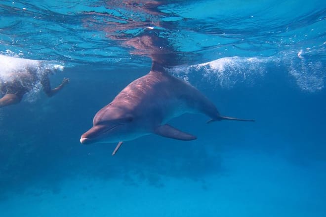 Dolphin House Trip Hurghada