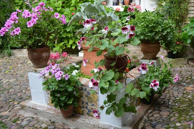 C&oacute;rdoba Patios Festival