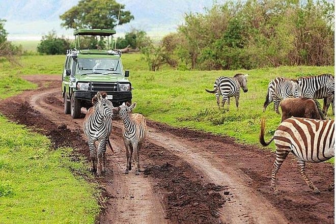 Amboseli game drive