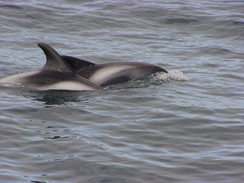 04B - The Sea Horse, photo 8