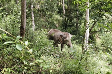 Day for Elephant Half-Day Morning-Bigboy