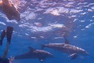 Mnemba Island Dolphins Watching and Snorkeling