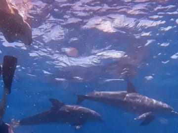 Dolphin Watching and Snorkeling Tour at Mnemba Island, Tanzania