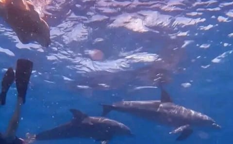 Dolphin Watching and Snorkeling Tour at Mnemba Island, Tanzania
