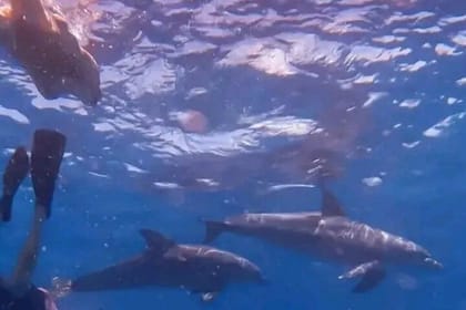 Mnemba Island Dolphins Watching and Snorkeling