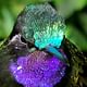 Hummingbird Curicancha wildlife tour