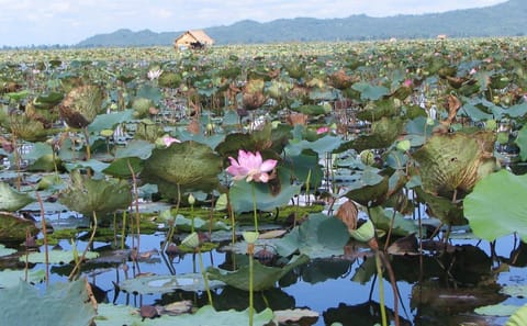 Private 4-Day Cultural Tour in Siem Reap, Cambodia