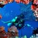Colorful Sea Plants