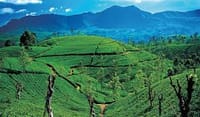 03 Day Tour From  Kandy ( Without Accommodation )  2