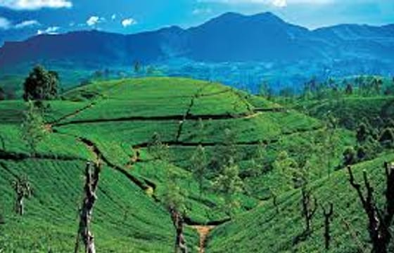 03 Day Tour From Kandy ( Without Accommodation )