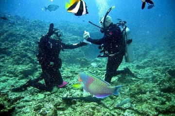 Snorkeling and Diving Tour at Ras Mohamed from Sharm El Sheikh