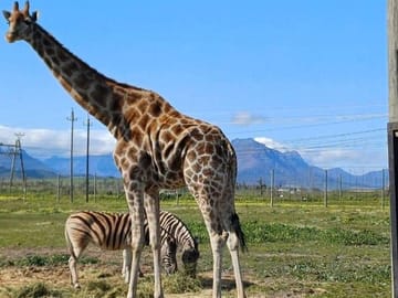 Giraffe House, Cheetah Encounter and Wine Tasting in Cape Town
