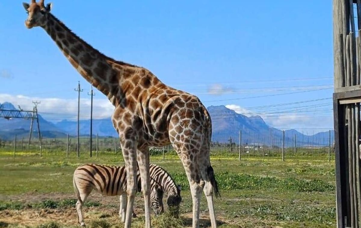 Cape Town Giraffe House, Cheetah Encounter and Wine Tasting Tour.