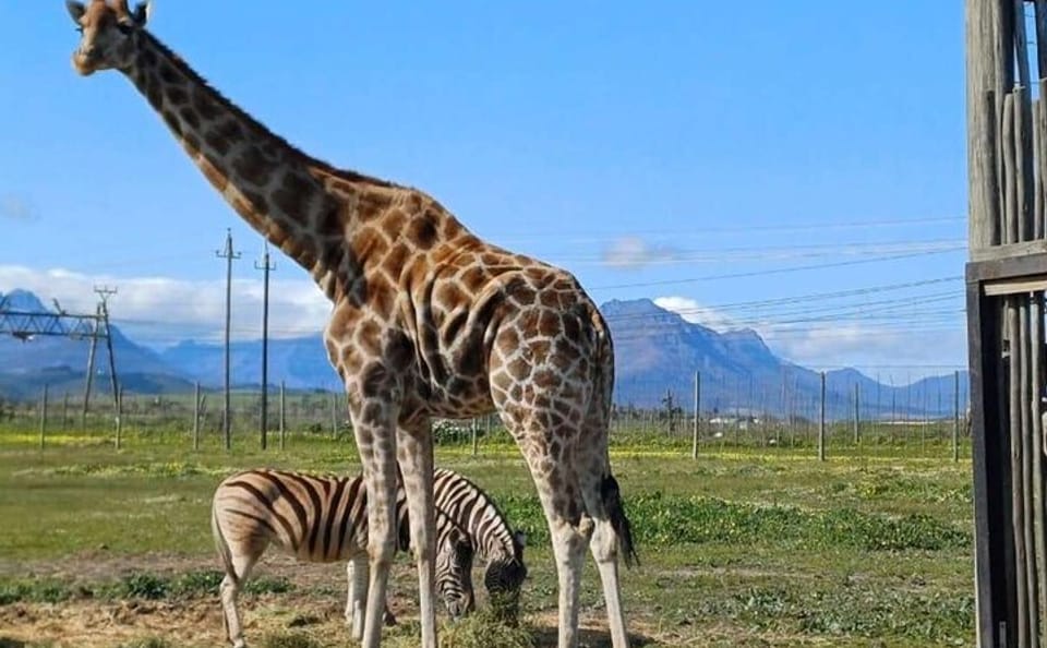 Giraffe House, Cheetah Encounter and Wine Tasting in Cape Town