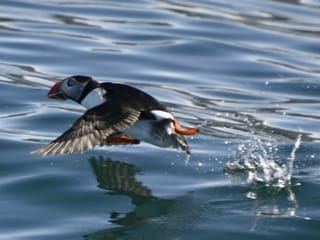 Reykjavík Whales & Puffins, photo 14