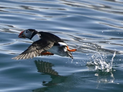 Reykjavík Whales & Puffins, photo 14