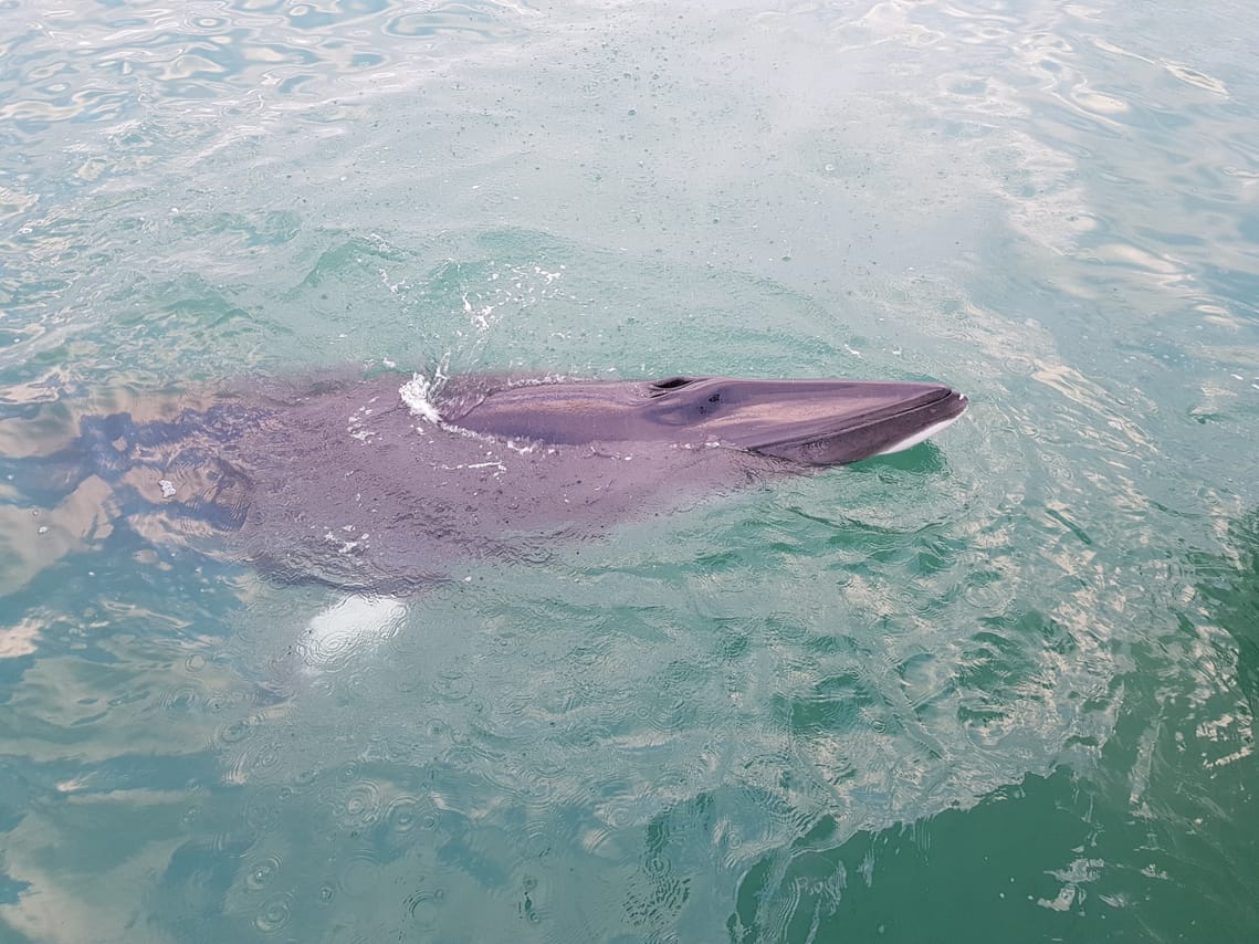 Whale watching