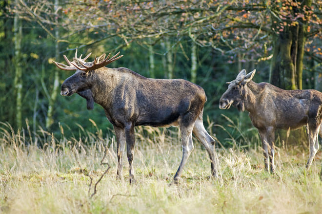 Moose Safari from Kemi - Kemi photo 4