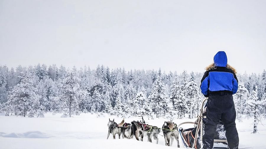 Husky Safari in Rovaniemi