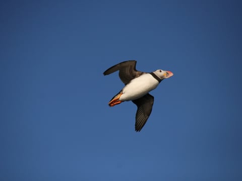 04F - Horses and Puffins , photo 4