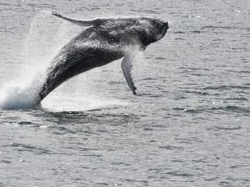 Whale Watching Adventure in Reykjavík, Iceland