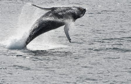 Whale Watching Adventure in Reykjavík, Iceland
