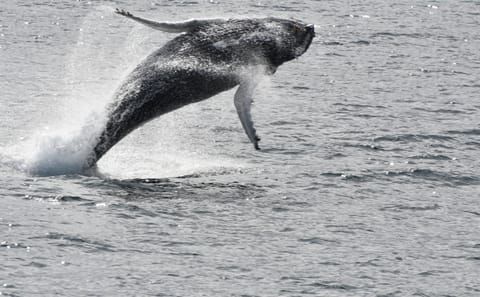 Whale Watching Adventure in Reykjavík, Iceland