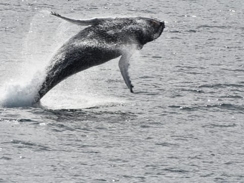 Humpback whale jumping out of the ocean near Reykjavík